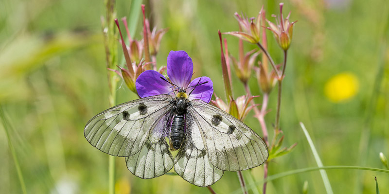 Mnemosynesommerfugl, Parnassius mnemosyne. Vesters, Mre og Romsdal, Geiranger,Norge d. 2 juli 2016. Fotograf; Arne Ileby Uleberg