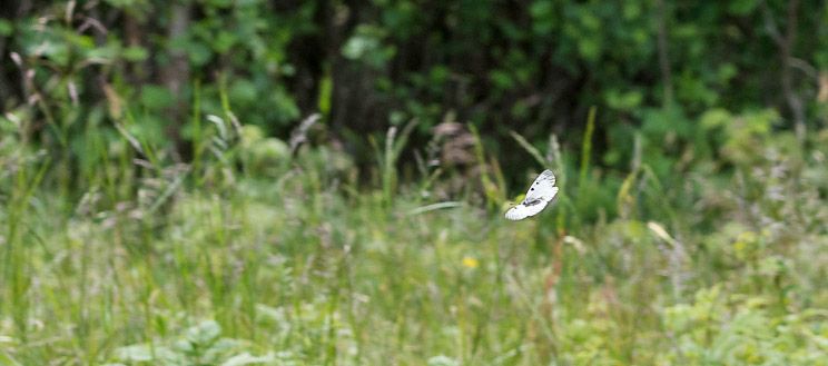 Mnemosynesommerfugl, Parnassius mnemosyne. Vesters, Mre og Romsdal, Geiranger,Norge d. 2 juli 2016. Fotograf; Arne Ileby Uleberg