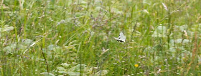 Mnemosynesommerfugl, Parnassius mnemosyne. Vesters, Mre og Romsdal, Geiranger,Norge d. 2 juli 2016. Fotograf; Arne Ileby Uleberg