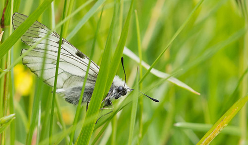 Mnemosynesommerfugl, Parnassius mnemosyne. Vesters, Mre og Romsdal, Geiranger,Norge d. 2 juli 2016. Fotograf; Arne Ileby Uleberg