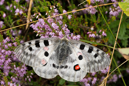 Apollo, Parnassius apollo. Dalen, Aust-Auger, Norge. 24  juli 2016. Fotograf; Arne Ileby Uleberg