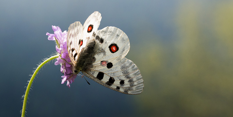 Apollo, Parnassius apollo. Dalen, Aust-Auger, Norge. 24  juli 2016. Fotograf; Arne Ileby Uleberg