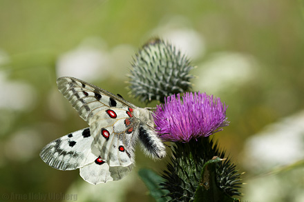 Apollo, Parnassius apollo. Dalen, Aust-Auger, Norge. 24  juli 2016. Fotograf; Arne Ileby Uleberg