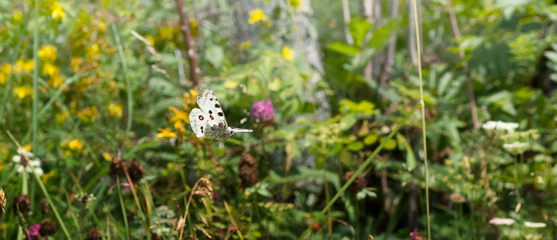 Apollo, Parnassius apollo. Dalen, Aust-Auger, Norge. 24  juli 2016. Fotograf; Arne Ileby Uleberg