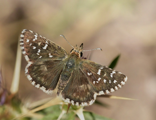 Skrbredpande, Pyrgus serratulae. Rambla ved Albarracin, Aregon, Spanien d. 2 august 2020. Fotograf; John Vergo