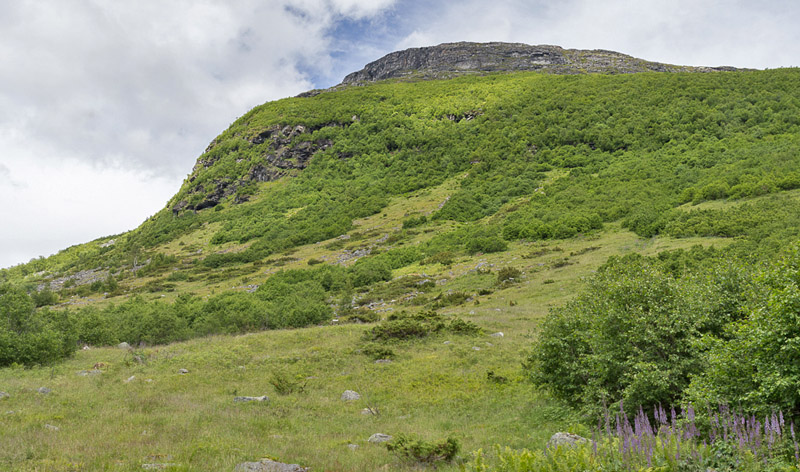 Lokalitet for Mnemosynesommerfugl, Parnassius mnemosyne. Vesters, Mre og Romsdal, Geiranger,Norge d. 2 juli 2016. Fotograf; Arne Ileby Uleberg