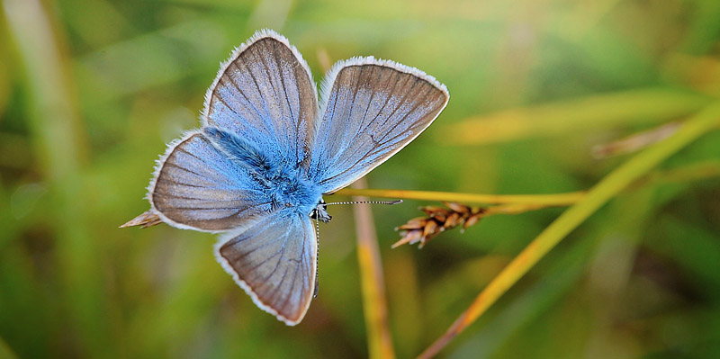 Stregblfugl, Polyommatus (Agrodiaetus) damon. Avoriaz, Frankrig d. 30 juli 2016. Fotograf; John Vergo