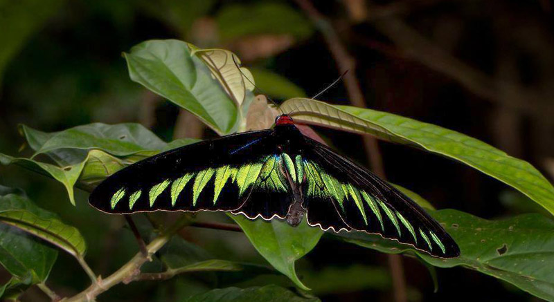 Raja Brooke's Birdswing, Troides (Trogonoptera) brookiana male. Porring Hotspring, Sabah, Borneo march 2012. Photographer; Kim Jespersen