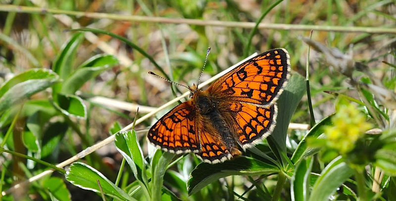 Alpepletvinge, Melitaea varia. han. Col de Lombarde 2350m. Parc de Mercantour,  Frankrig d. 3 juli 2016. Fotograf; John Vergo 