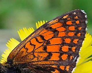 Engpletvinge, Melitaea parthenoides han. Vallon de Gordolasque 1700m. Parc de Mercantour, Frankrig d. 1 juli 2016. Fotograf; John Vergo