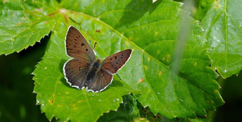 Sort Ildfugl, Lycaena tityrus f. subalpinus. hun.  Le Boreon dalen i Parc de Mercantour Frankrig i 1860m d. 30 juni 2016. Fotograf: John Vergo 