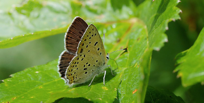 Sort Ildfugl, Lycaena tityrus f. subalpinus. hun.  Le Boreon dalen i Parc de Mercantour Frankrig i 1860m d. 30 juni 2016. Fotograf: John Vergo 