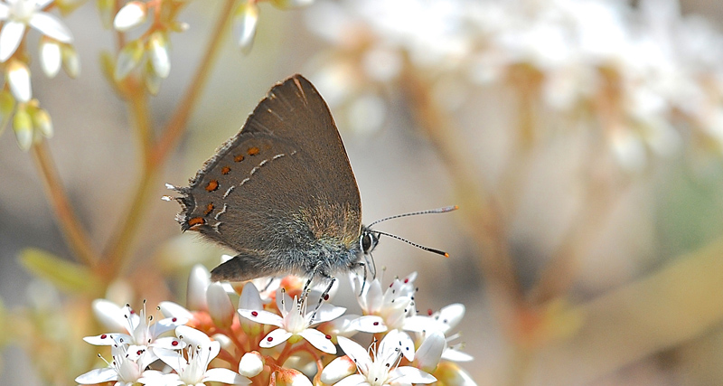 Spansk Egesommerfugl, Satyrium esculi. Rimplads, Parc de Mercantour, Alps Maritimes d. 29 juni 2016. Fotograf; John Vergo