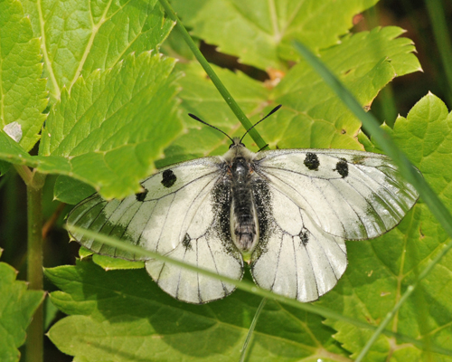 Parnassius nebrodensis (Turati, 1907). Le Boreon 1860m., Parc Mercantour, Alpes-Maritimes, Frankrig d. 30 juni 2016. Fotograf; John Vergo