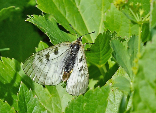 Parnassius nebrodensis (Turati, 1907). Le Boreon 1860m., Parc Mercantour, Alpes-Maritimes, Frankrig d. 30 juni 2016. Fotograf; John Vergo