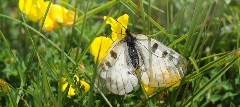 Parnassius nebrodensis (Turati, 1907). Le Boreon 1860m., Parc Mercantour, Alpes-Maritimes, Frankrig d. 30 juni 2016. Fotograf; John Vergo