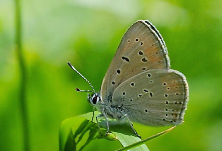 Violetrandet Ildfugl, Lycaena hippothoe ssp. eurydame (Hoffmannsegg, 1806) han.  Le Boreon Dalen 1860 m. Parc de Mercantour, Frankrig d. 30 juni 2016. Fotograf; John Vergo