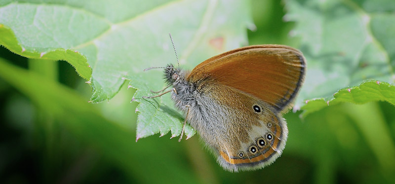 Darwin's Perlemorrandje, Coenonympha gardetta ssp. darwiniana. Le Boreon Dalen 1860 m. Parc de Mercantour d. 30 juni 2016. Fotograf; John Vergo