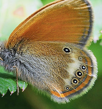 Darwin's Perlemorrandje, Coenonympha gardetta ssp. darwiniana. Le Boreon Dalen 1860 m. Parc de Mercantour d. 30 juni 2016. Fotograf; John Vergo