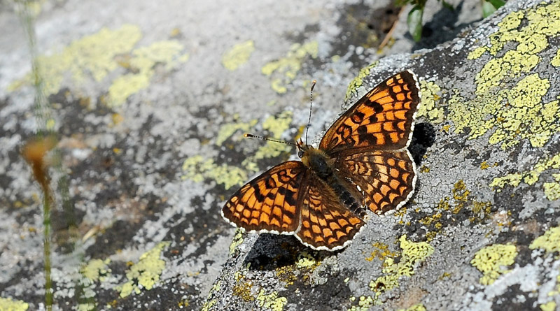 Stor Pletvinge, Melitaea phoebe. Le Boreon Dalen 1860 m. Parc de Mercantour, Frankrig d. 30 juni 2016. Fotograf; John Vergo