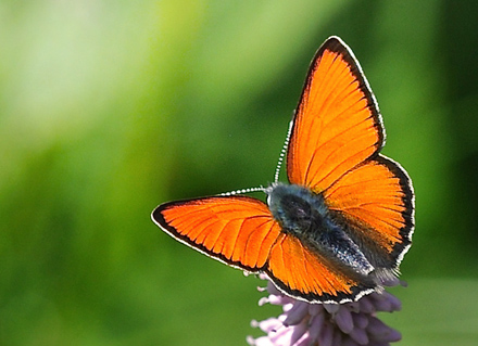 Violetrandet Ildfugl, Lycaena hippothoe ssp. eurydame (Hoffmannsegg, 1806) han.  Le Boreon Dalen 1860 m. Parc de Mercantour, Frankrig d. 30 juni 2016. Fotograf; John Vergo