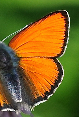 Violetrandet Ildfugl, Lycaena hippothoe ssp. eurydame (Hoffmannsegg, 1806) han.  Le Boreon Dalen 1860 m. Parc de Mercantour, Frankrig d. 30 juni 2016. Fotograf; John Vergo