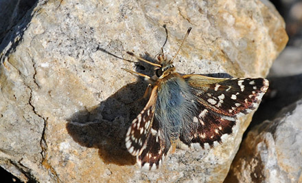 Rubinbredpande, Spialia sertorius. Rimplas, Parc de Mercantour France d. 1 juli 2016. Fotograf; John Vergo