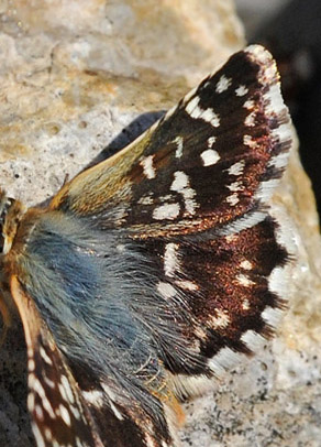 Rubinbredpande, Spialia sertorius. Rimplas, Parc de Mercantour France d. 1 juli 2016. Fotograf; John Vergo