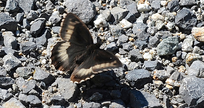 Skov-Klipperandøje, Hipparchia fagi. Vallon de Gordolasque, Parc du Mercantour, Frankrig d. 1 juli 2016. Fotograf: John Vergo