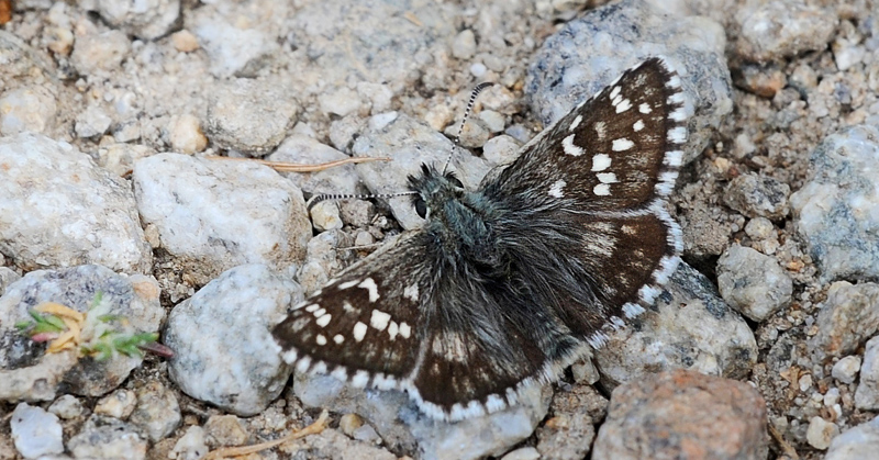 Amboltbredpande, Pyrgus onopordi. Vallon de Gordolasque 1700m, Parc de Mercantour France d. 1 juli 2016. Fotograf; John Vergo