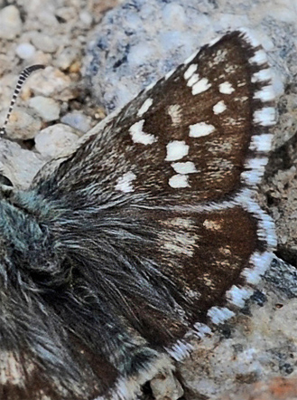 Amboltbredpande, Pyrgus onopordi. Vallon de Gordolasque 1700m, Parc de Mercantour France d. 1 juli 2016. Fotograf; John Vergo