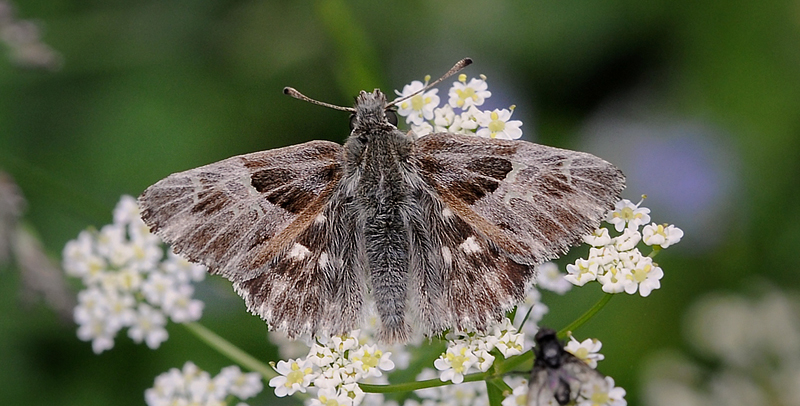 Relief-Marmorbredpande, Carcharodus flocciferus. Vallon de Gordolasque, Parc de Mercantour d. 1 juli 2016. Fotograf; John Vergo