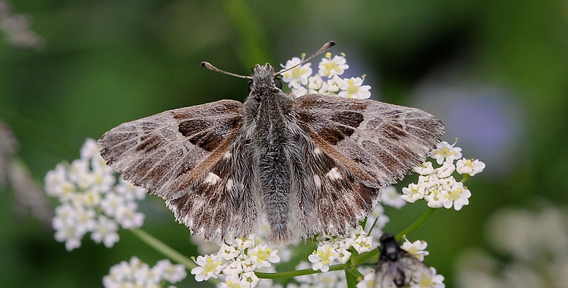 Relief-Marmorbredpande, Carcharodus flocciferus. Vallon de Gordolasque, Parc de Mercantour d. 1 juli 2016. Fotograf; John Vergo