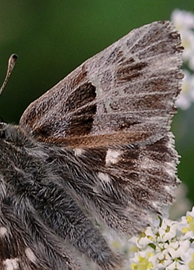 Relief-Marmorbredpande, Carcharodus flocciferus. Vallon de Gordolasque, Parc de Mercantour d. 1 juli 2016. Fotograf; John Vergo