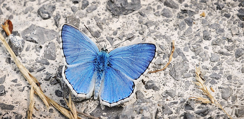 Adonisblfugl, Polyommatus bellargus. Rimplads, Parc de Mercantour, Alps Maritimes d. 1 juli 2016. Fotograf; John Vergo