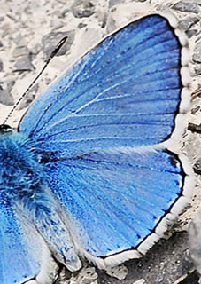 Adonisblfugl, Polyommatus bellargus. Rimplads, Parc de Mercantour, Alps Maritimes d. 1 juli 2016. Fotograf; John Vergo