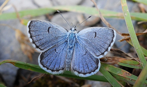 Timianblfugl, Pseudophilotes baton. Rimplas, Parc de Mercantour d. 2 juli 2016. Fotograf; John Vergo