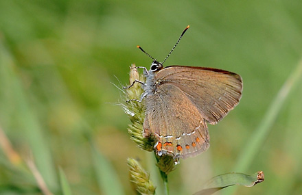 Spansk Egesommerfugl, Satyrium esculi. Rimplads, Parc de Mercantour, Alps Maritimes d. 29 juni 2016. Fotograf; John Vergo