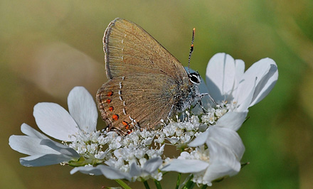 Spansk Egesommerfugl, Satyrium esculi. Rimplads, Parc de Mercantour, Alps Maritimes d. 29 juni 2016. Fotograf; John Vergo