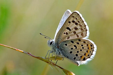 Timianblfugl, Pseudophilotes baton. Rimplas, Parc de Mercantour d. 2 juli 2016. Fotograf; John Vergo