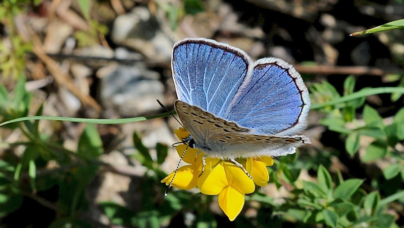 Tragant-Blfugl, Polyommatus escheri. Madone de Fenestre, Alps Maritimes d. 2 juli 2016. Fotograf; John Vergo