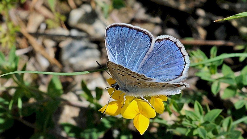 Tragant-Blfugl, Polyommatus escheri. Madone de Fenestre, Alps Maritimes d. 2 juli 2016. Fotograf; John Vergo