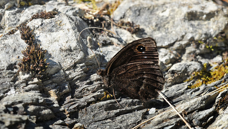 Mrk Satyr, Satyrus ferula. Rimplas, Parc du Mercantour, Frankrig d. 3 juli 2016. Fotograf; John Vergo