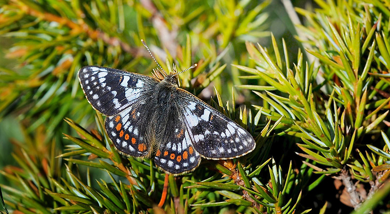 Bjergpletvinge, Euphydryas cynthia han. Col de Lombarde, Alpes Maritimes d. 3 juli 2016. Fotograf; John Vergo