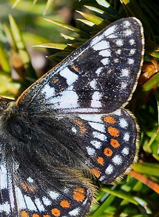 Bjergpletvinge, Euphydryas cynthia han. Col de Lombarde, Alpes Maritimes d. 3 juli 2016. Fotograf; John Vergo