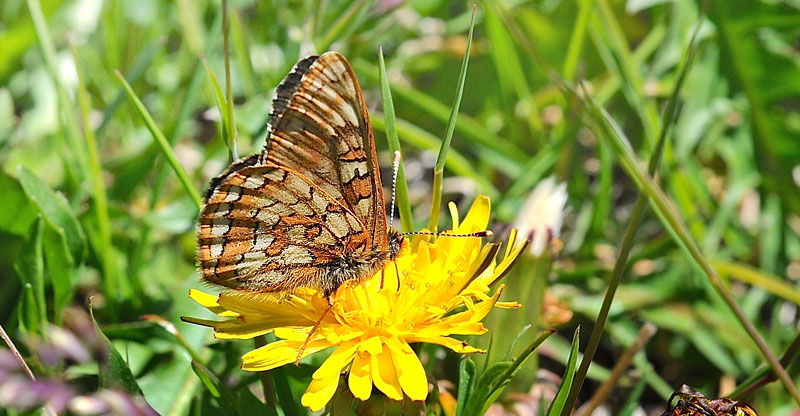 Bjergpletvinge, Euphydryas cynthia han. Col de Lombarde, Alpes Maritimes d. 3 juli 2016. Fotograf; John Vergo