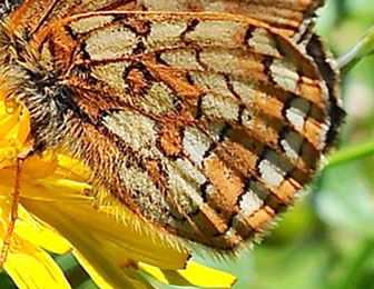 Bjergpletvinge, Euphydryas cynthia han. Col de Lombarde, Alpes Maritimes d. 3 juli 2016. Fotograf; John Vergo