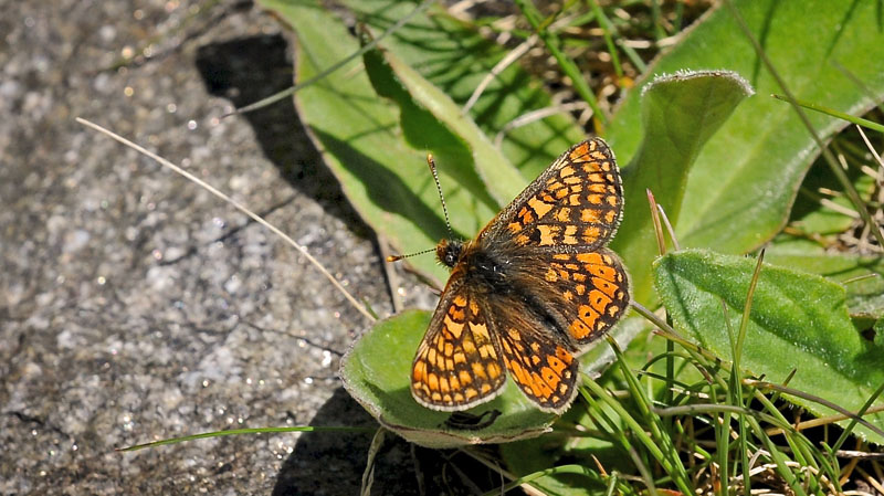 Bjergpletvinge, Euphydryas cynthia hun. Col de Lombarde, Alpes Maritimes d. 3 juli 2016. Fotograf; John Vergo