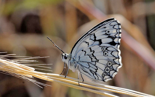 Balkan Marbled White, Melanargia larissa.  Skala Kalloni, Lesbos, Grkenland d. 19 may 2015. Photographer;  John Vergo