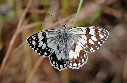 Balkan Marbled White, Melanargia larissa.  Skala Kalloni, Lesbos, Grkenland d. 19 may 2015. Photographer;  John Vergo